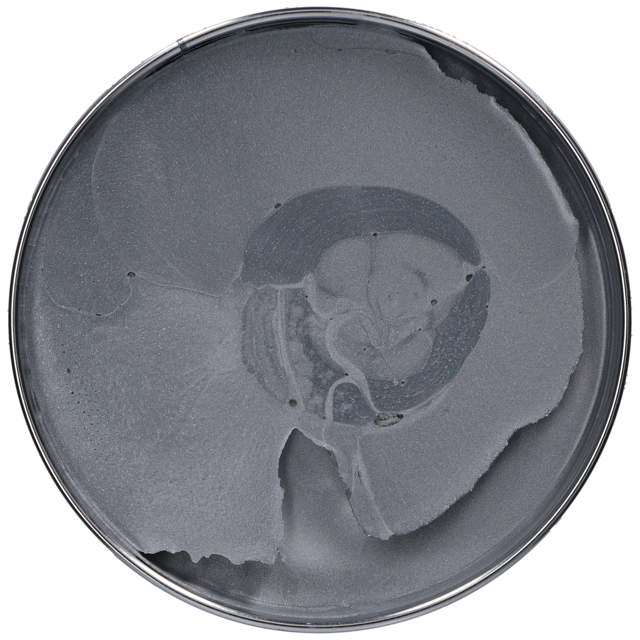 GAP 50 - Polyester putty 2kg + hardener - alu